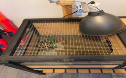 Hermann Tortoise reptiles for sale: Tommy the Tortoise - Advert 3