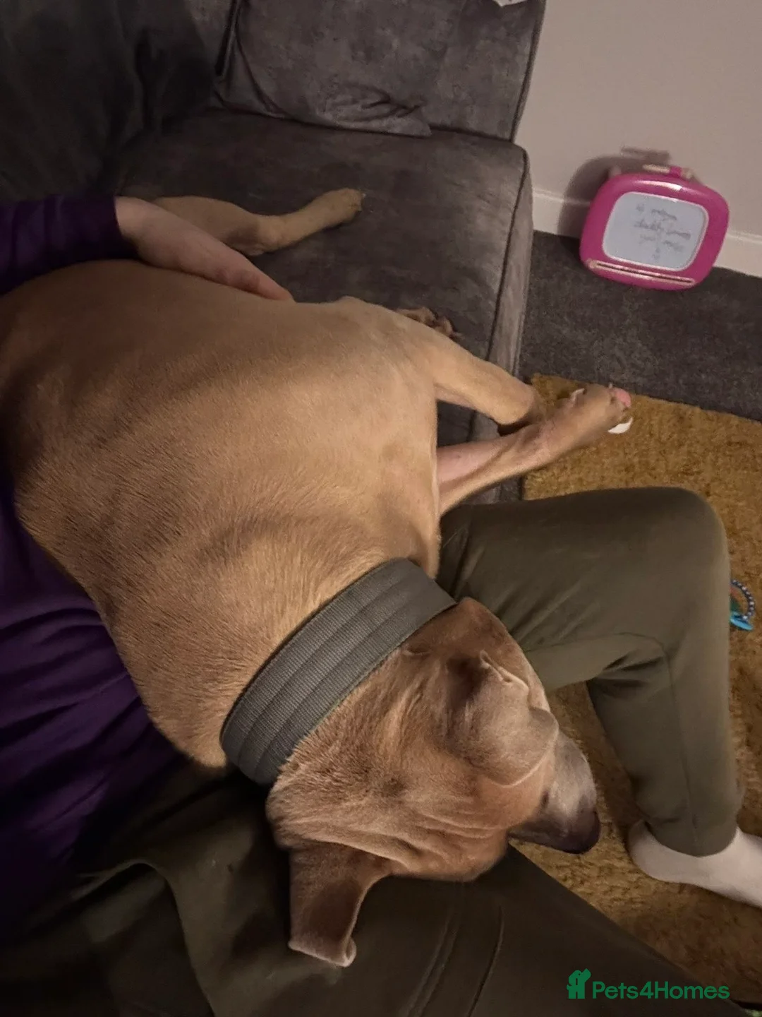 Staffordshire Bull Terrier dogs for sale: Male Staffordshire bull terrier  - Advert 4