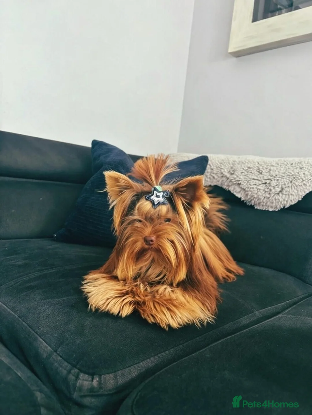 Yorkshire Terrier dogs for stud: VERY SMALL 1.3kg PEDIGREE STUD AVAILABLE – DIEGO - Advert 2