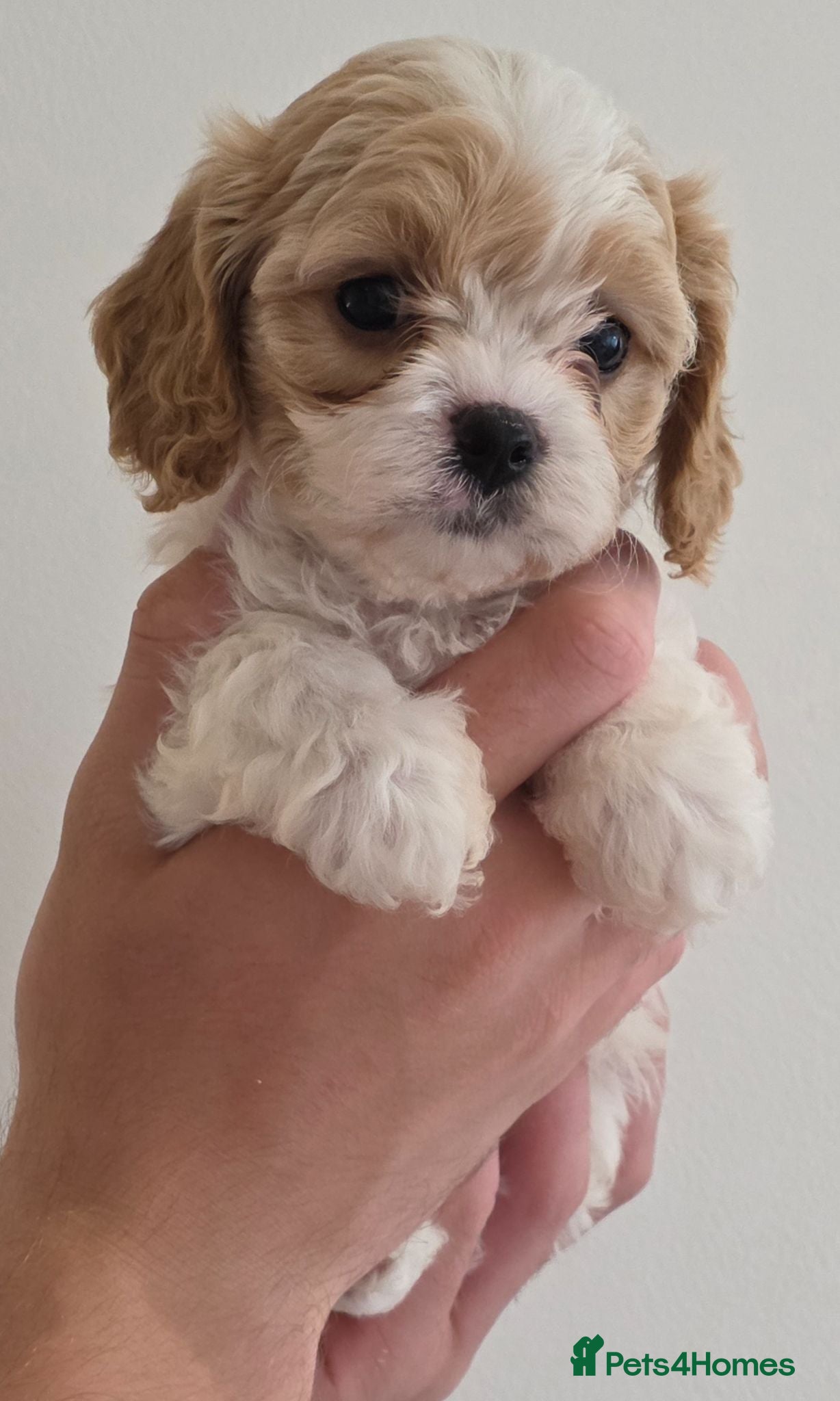 Cavapoo dogs 3 beautiful boys available 🩵🩵🩵 - Advert 1