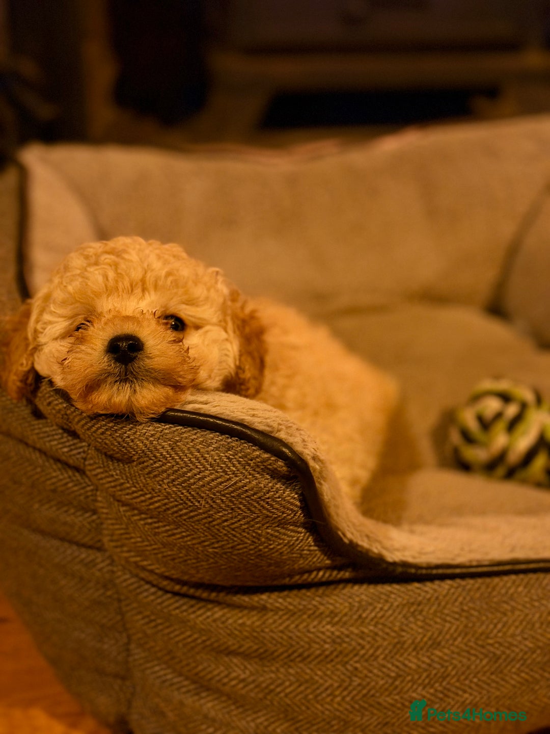 Toy Poodle dogs for sale: Toy Poodle puppy - Advert 3