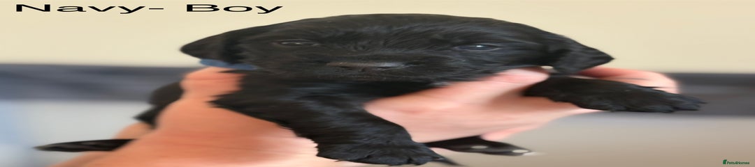 Cocker Spaniel Puppy navy boy 