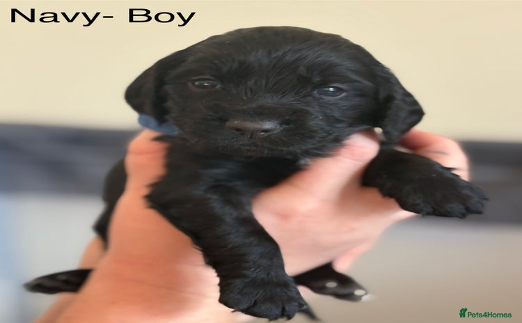 Cocker Spaniel dogs - Advert 2