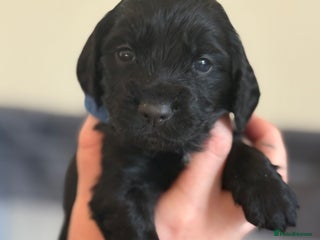 Cocker Spaniel dogs for sale - Advert 1