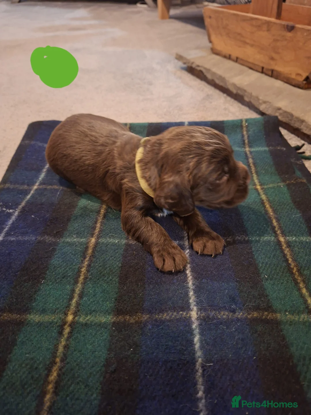 Sprocker dogs for sale: F1 Sprocker Spaniel Puppies 7 Boys & 2 Girls 🐾 - Advert 22