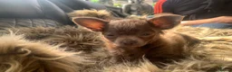 Chihuahua dogs for sale: Litter of chihuahua puppies ready to leave now  - Advert 29