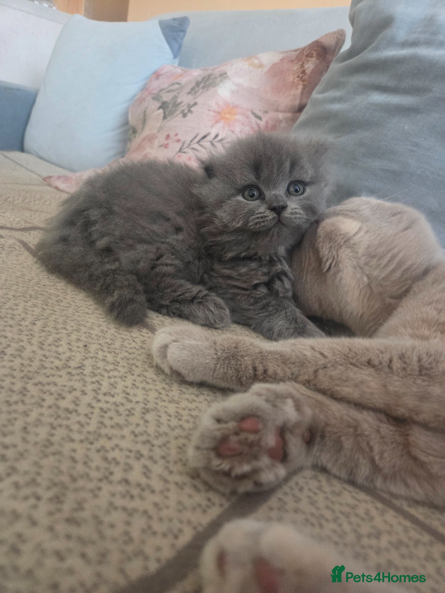 British Shorthair cats for sale: Kittens blue longhair boys and girl in Nottingham - Advert 29