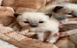 Ragdoll cats for sale: Purebred Ragdoll Kittens (TICA REG PARENTS) - Image 20