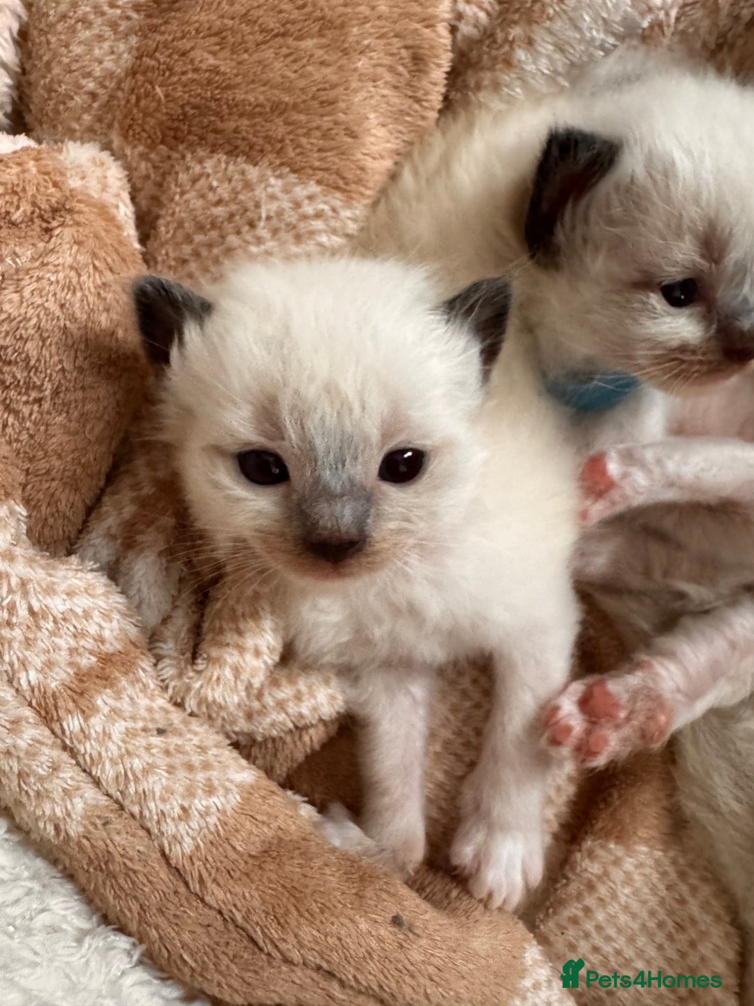 Ragdoll cats for sale: Purebred Ragdoll Kittens (TICA REG PARENTS) - Image 20