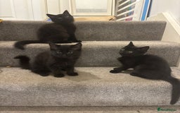 Mixed Breed cats for sale: 7 all black kittens - Image 2