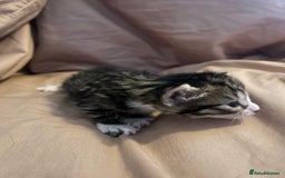 Mixed Breed cats for sale: Kittens for sale  - Image 6