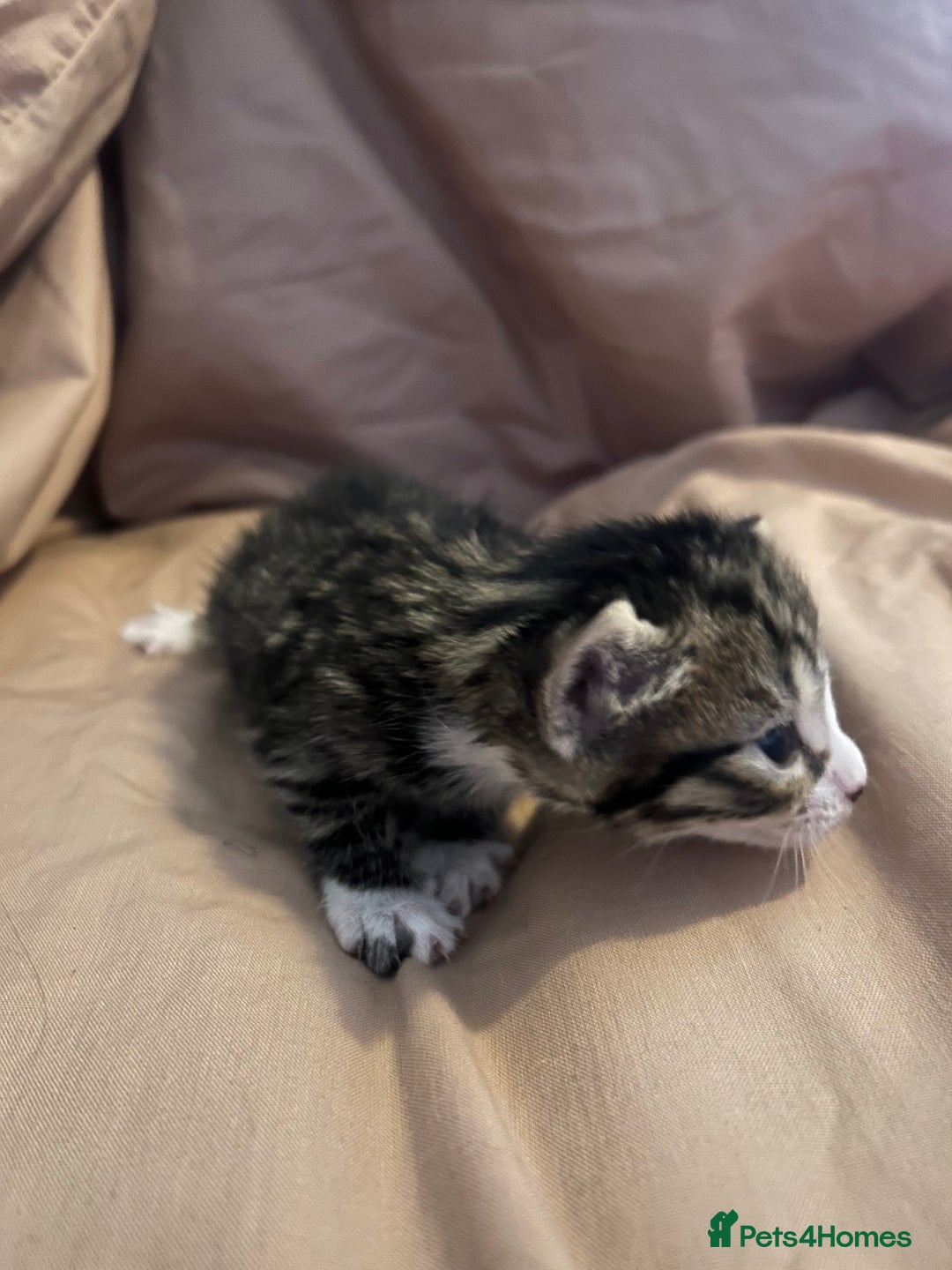Mixed Breed cats for sale: Kittens for sale  - Image 6
