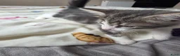 Mixed Breed cats for sale: Cat boy - Advert 5