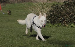 German Shepherd dogs for sale: White german sheperd  - Image 12