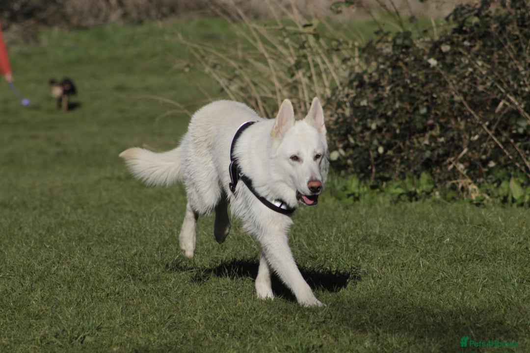 German Shepherd dogs for sale: White german sheperd  - Image 12