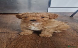 Chipoo dogs for sale: Poodle x Chihuahua  - Image 8