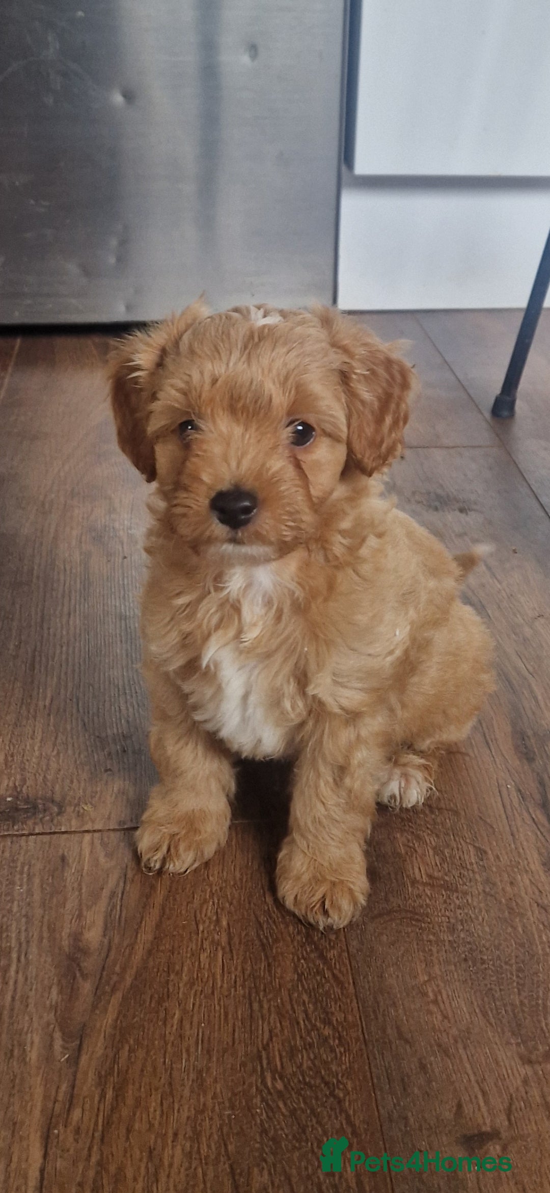 Chipoo dogs for sale: Poodle x Chihuahua  - Image 8