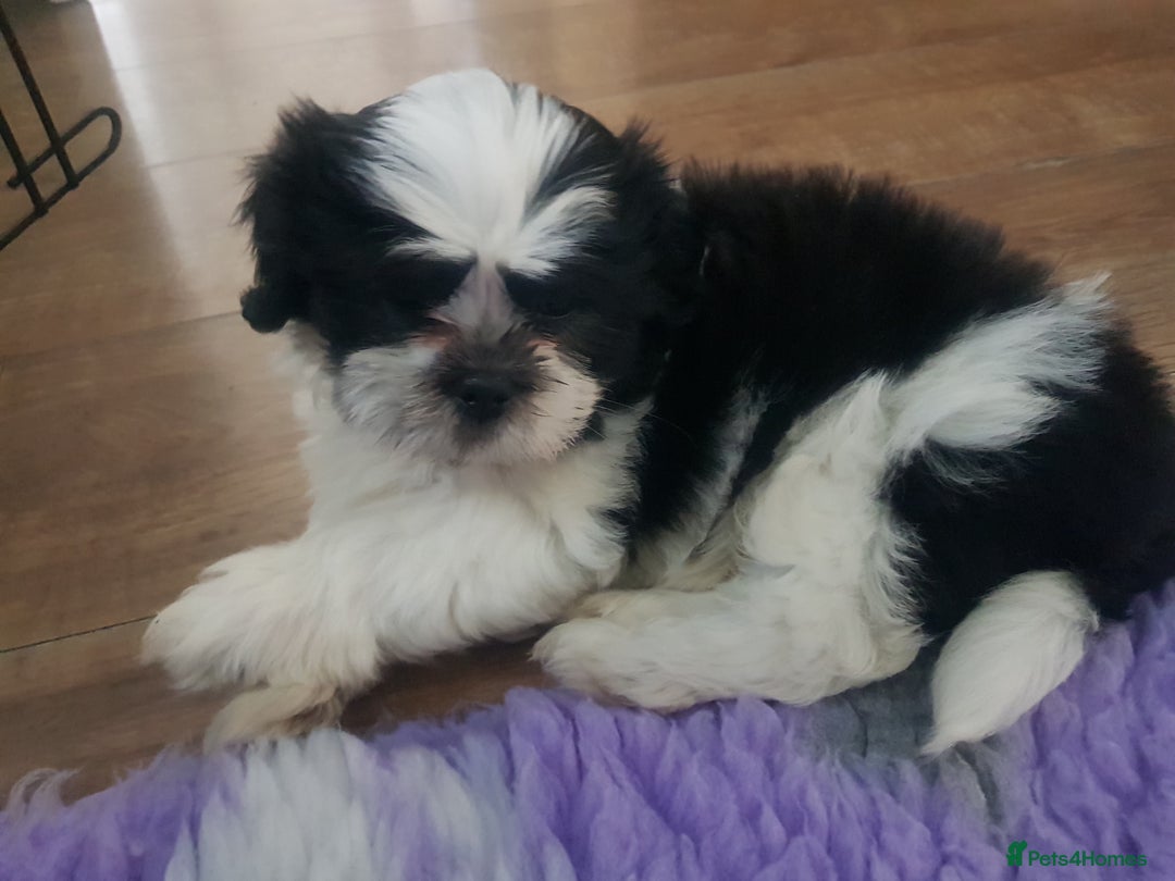 Shih Tzu dogs for sale: Shihtzu puppies  - Image 1