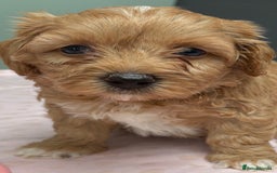 Maltipoo dogs for sale: Beautiful maltipoo puppies - Image 10