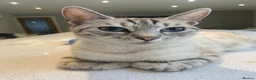 Bengal cats for sale: Bengal x kittens - Advert 1