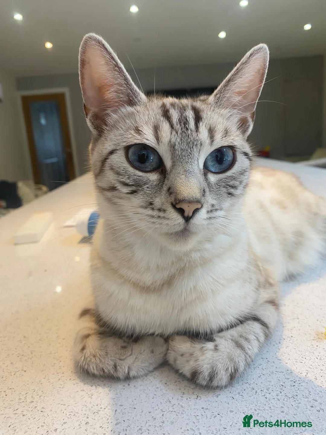 Bengal cats for sale: Bengal x kittens - Advert 1