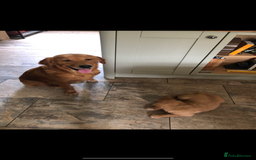 Golden Retriever dogs for sale: Beautiful Health Tested Puppies  - Image 8