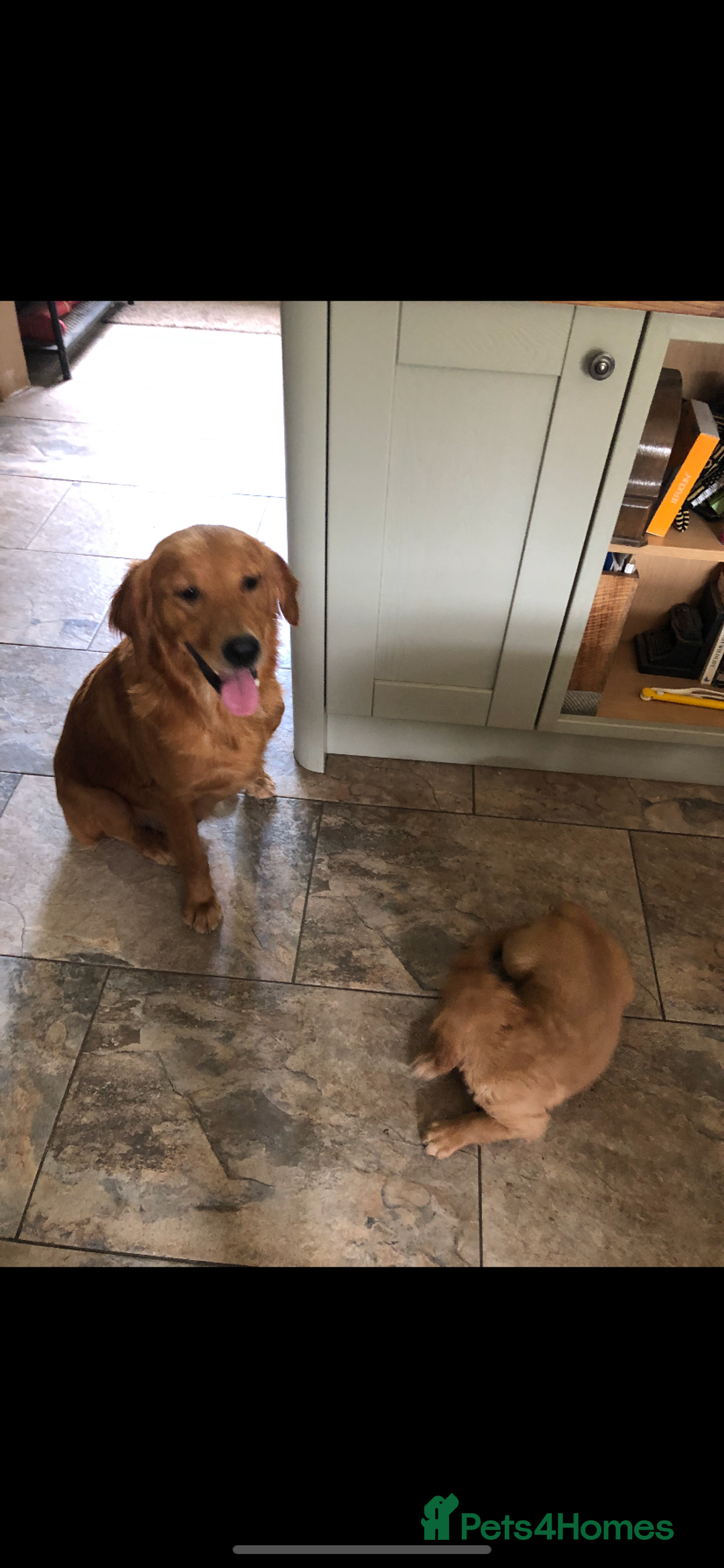 Golden Retriever dogs for sale: Beautiful Health Tested Puppies  - Image 8