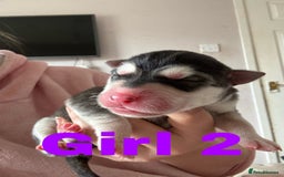 Siberian Husky dogs for sale: 8 beautiful husky puppies - Image 4