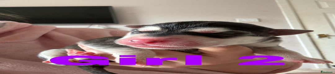 Puppy 4