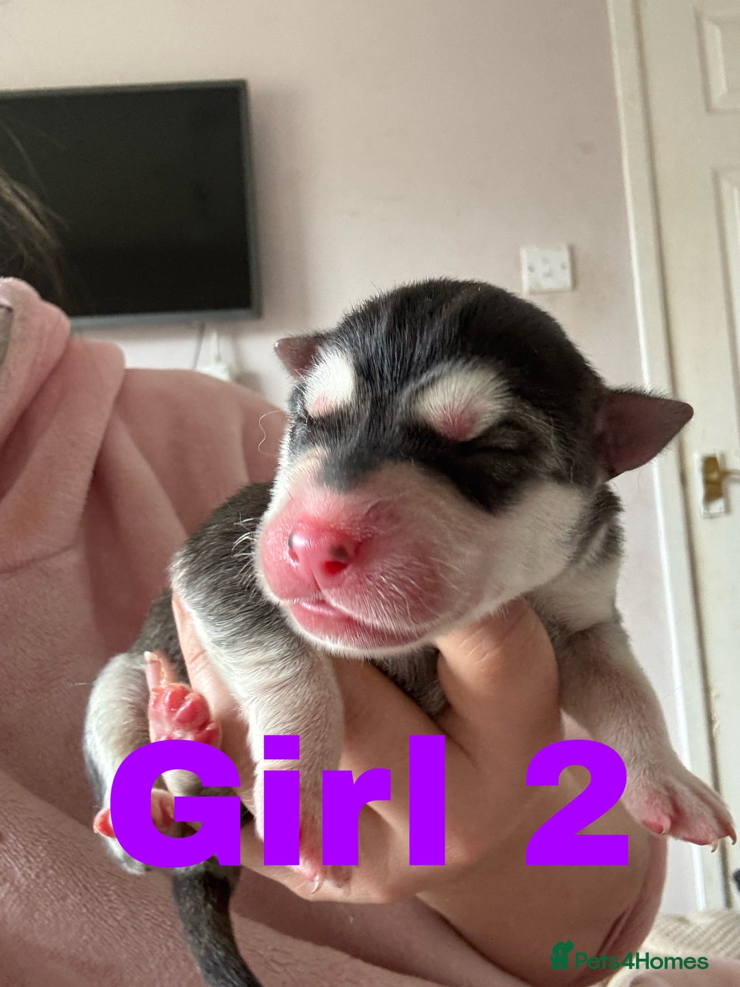 Siberian Husky dogs for sale: 8 beautiful husky puppies - Image 4