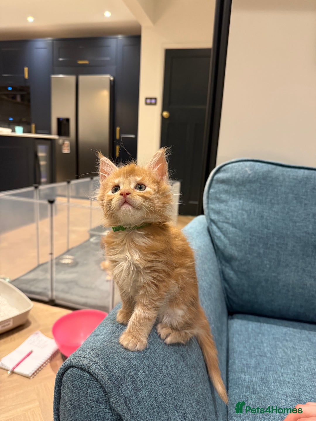 Maine Coon cats for sale: Maine Coon Kittens - Image 33