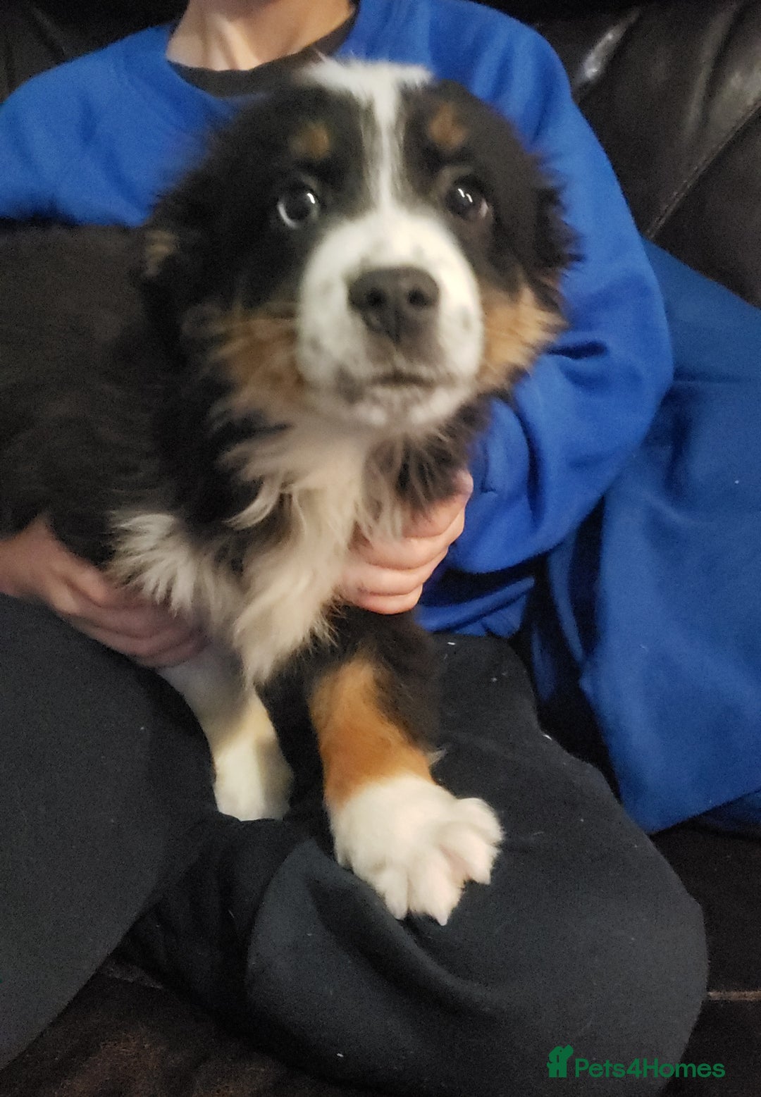 Australian Shepherd dogs for sale: Miniature Australian Shepherds ASDRegistered - Advert 6