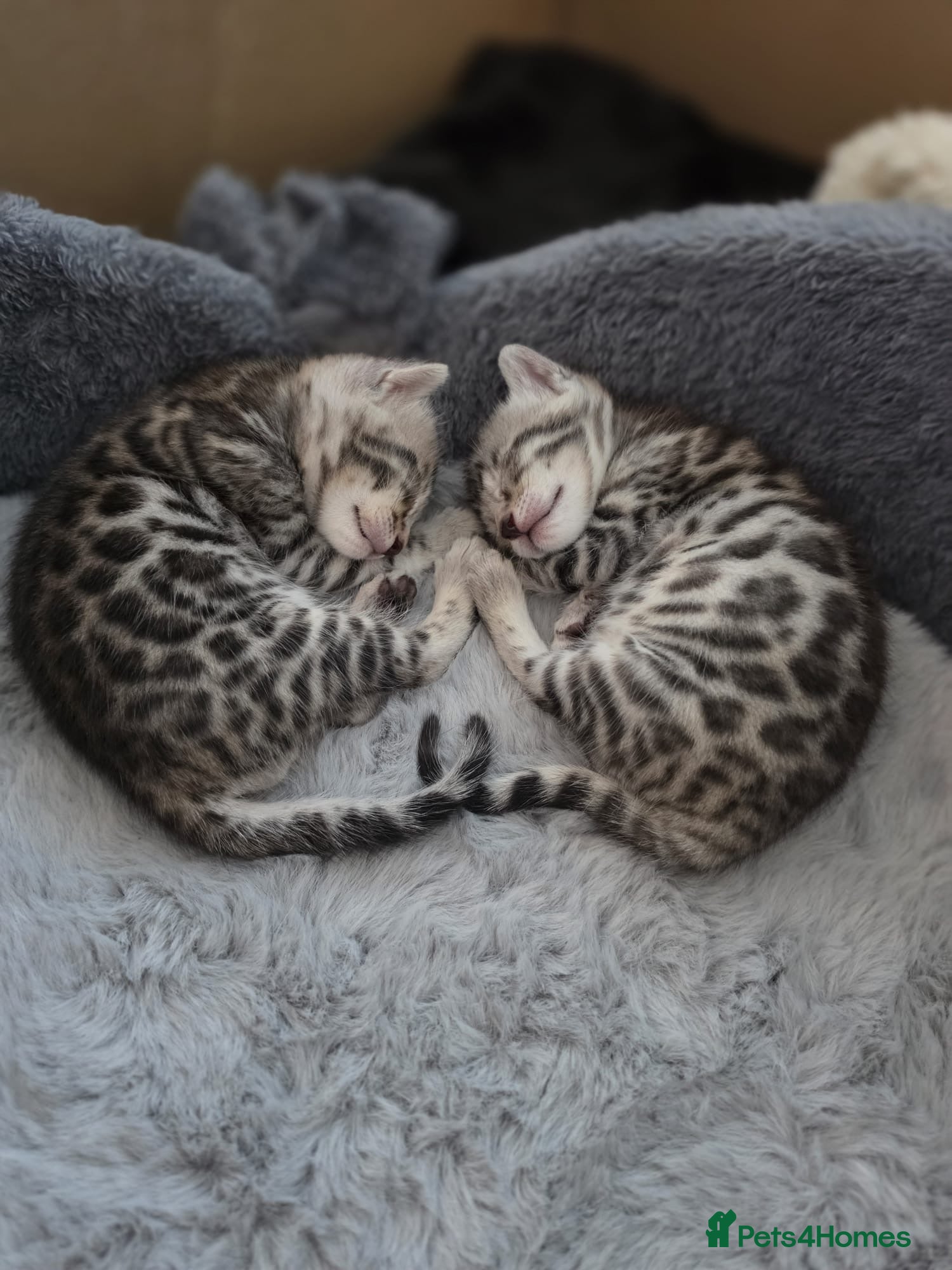 Bengal cats Bengal kittens for sale  - Advert 18