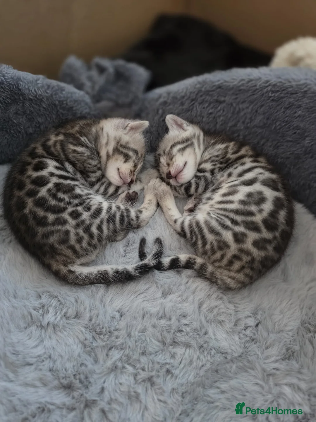 Bengal cats for sale: Bengal kittens for sale  - Advert 1