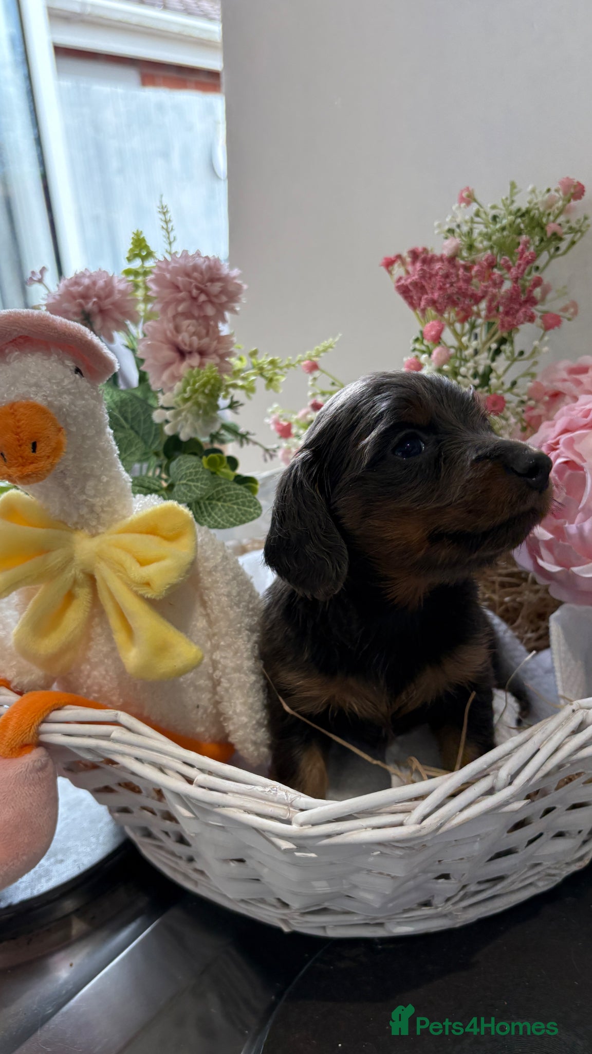 Miniature Dachshund dogs ♥️💙 LONG COAT DAXIS 💙♥️ - Advert 16