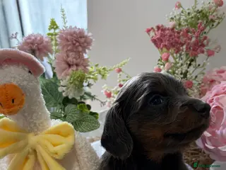 Miniature Dachshund dogs ♥️💙 LONG COAT DAXIS 💙♥️ - Advert 10