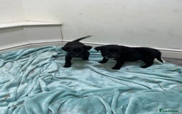 Borador dogs for sale: ⚫️lab x collie puppies ⚪️ - Advert 13