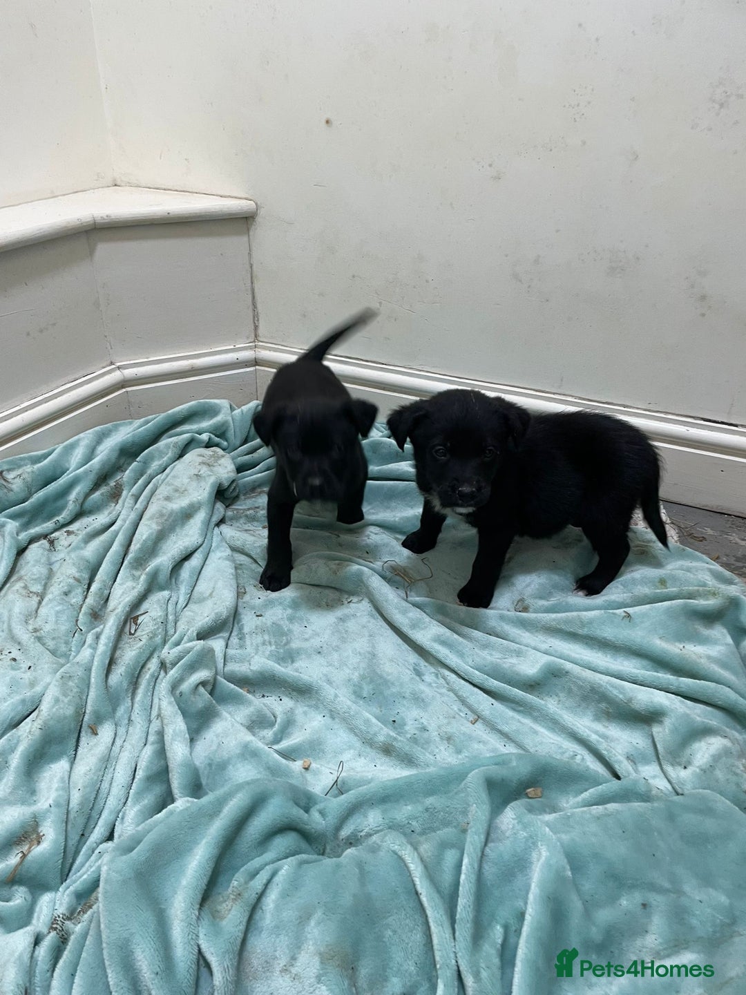 Borador dogs for sale: ⚫️lab x collie puppies ⚪️ - Advert 13