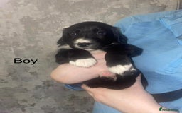 Mixed Breed dogs for sale: Shepard x spaniel puppies - Image 2