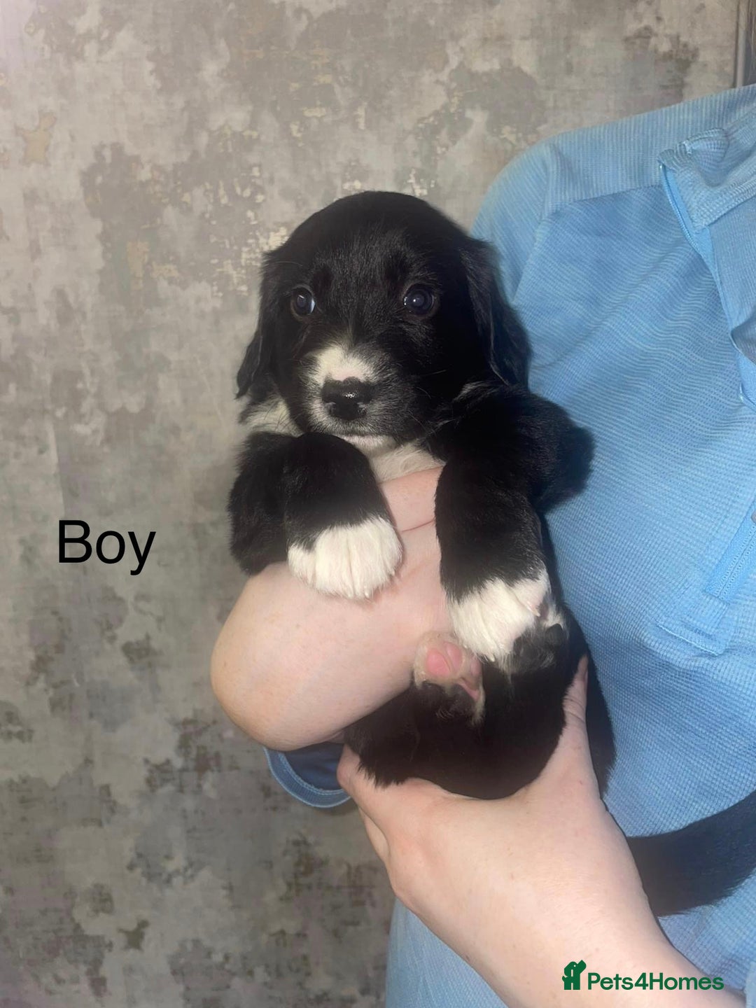 Mixed Breed dogs for sale: Shepard x spaniel puppies - Image 2