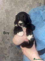 Mixed Breed dogs Shepard x spaniel puppies - Advert 3