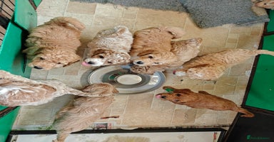 Cockapoo dogs - Advert 2