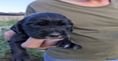 Cocker Spaniel dogs - Advert 1