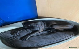 Mixed Breed dogs for sale: Bull lurcher crossed chocolate labrador  - Image 2