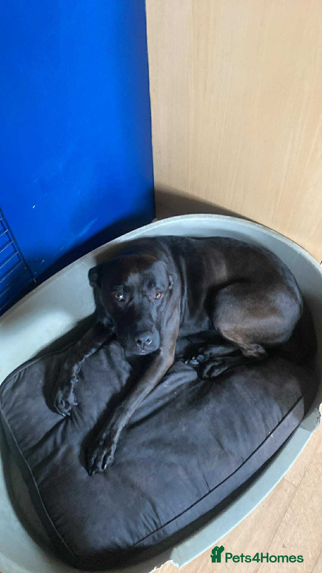 Mixed Breed dogs for sale: Bull lurcher crossed chocolate labrador  - Image 2