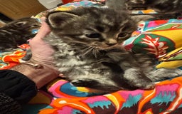 Mixed Breed cats for sale: 3 boys 3 girls  - Image 7