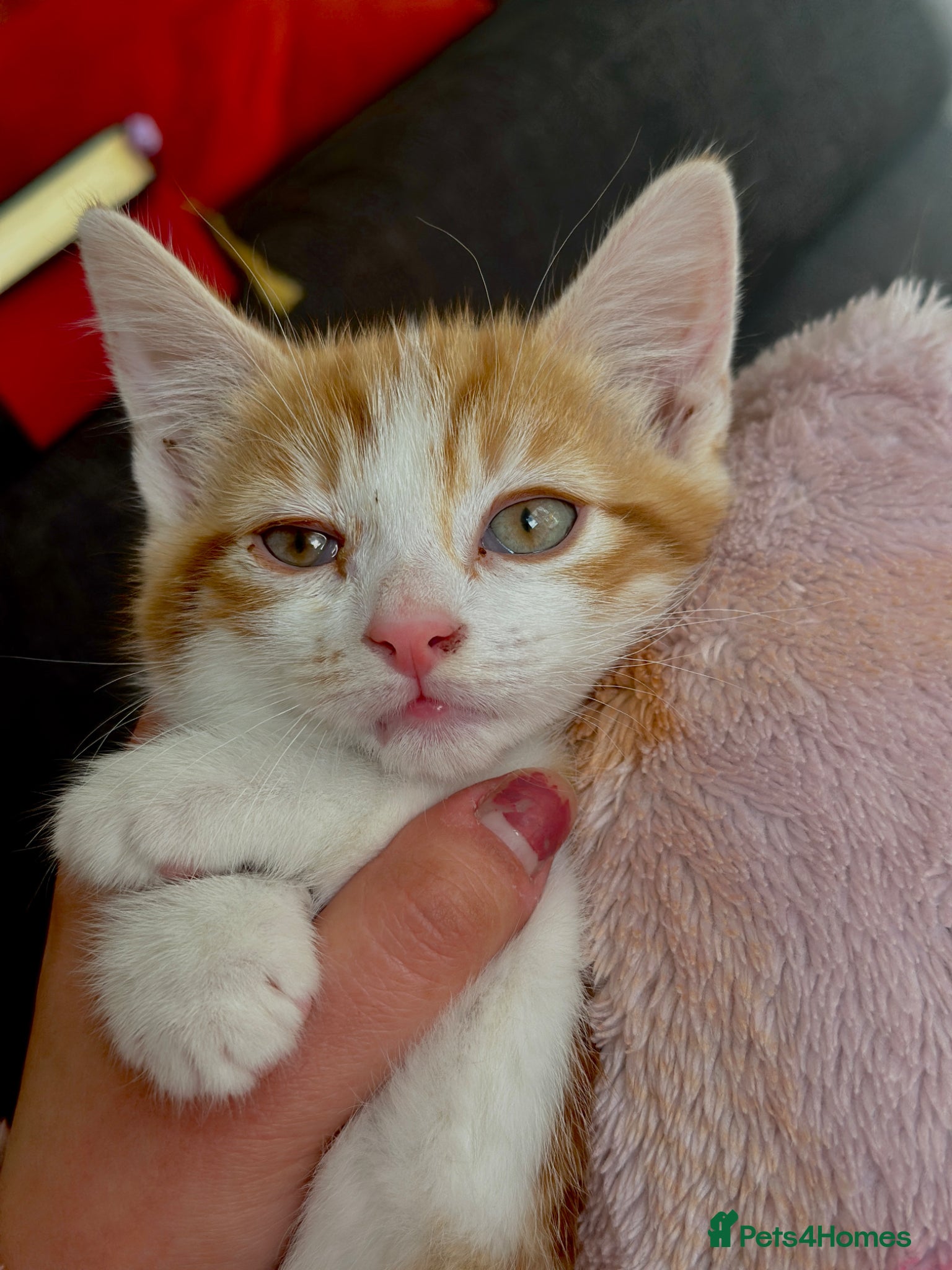 Mixed Breed cats Everything included - Maine Coon mix kitten  - Advert 15