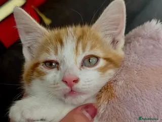 Mixed Breed cats Everything included - Maine Coon mix kitten - Advert 15