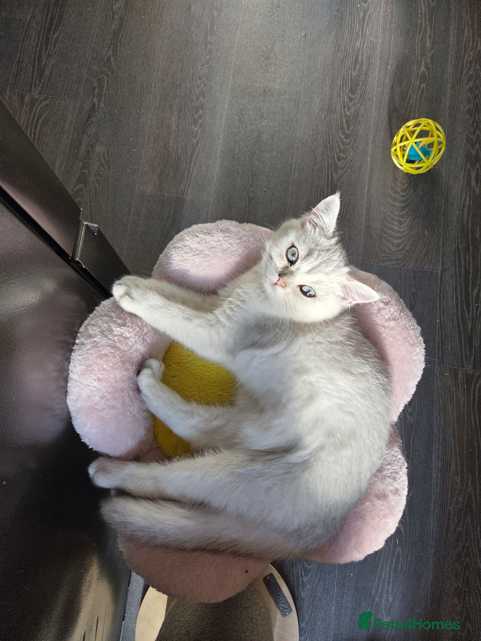 British Shorthair cats 🐱 British Shorthair Kittens for Sale 🐱 - Advert 3