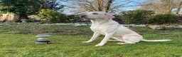 Labrador Retriever dogs for sale: FtCh Sired puppy  - Advert 2